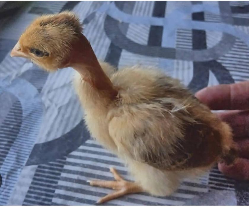 Продам цыплят голошейки!