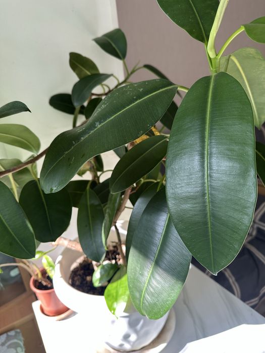 Продам домашние  цветы