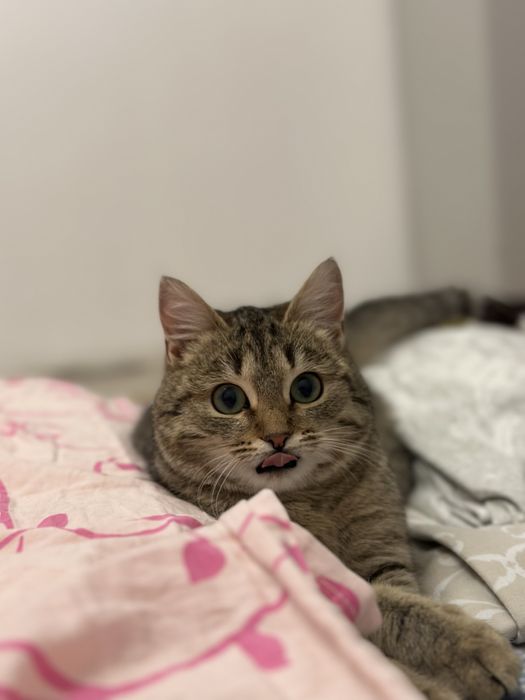 Кошка пол года девочка