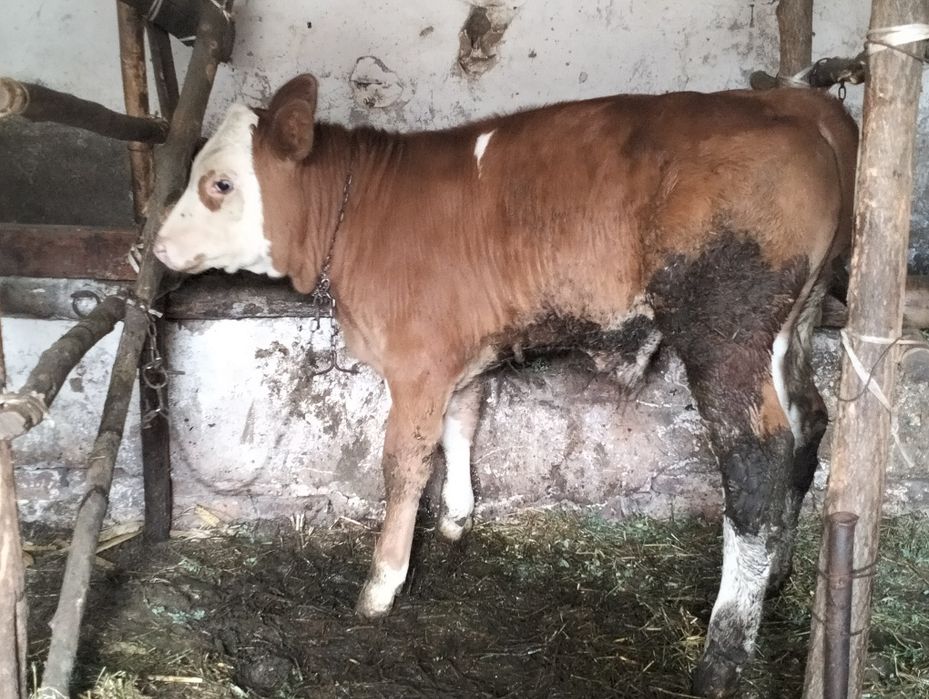 Vând doi vițeluși
