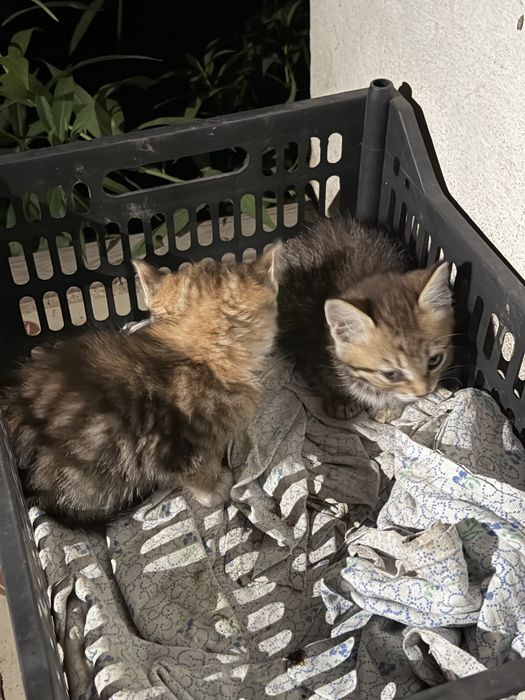 Котята бесплатно