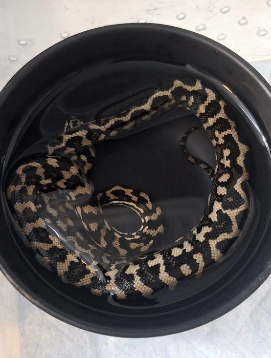 Ковровый      питон