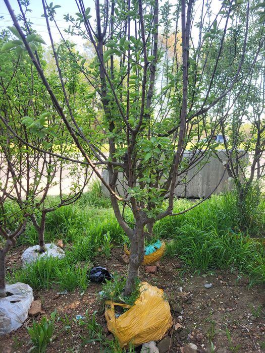 Гилос дарахти мевага кирган