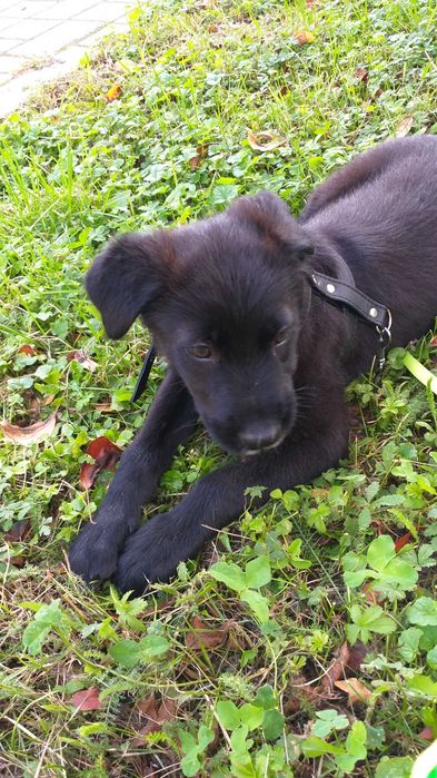 Caine pentru adoptie