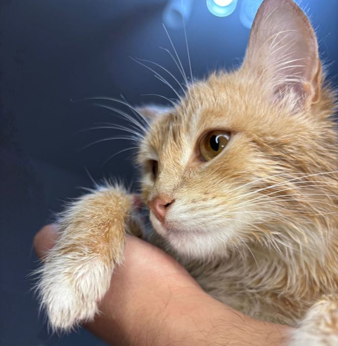 Отдам в добрый руки