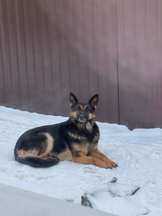 Щенки немецкой овчарки