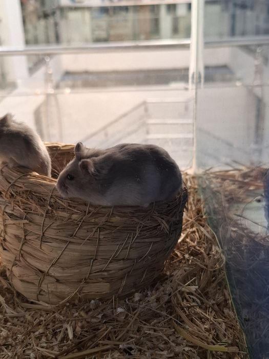 Хомяки джунгарские