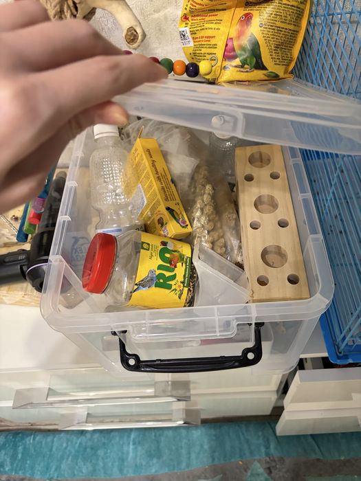 Попугаи Корелла и Волнистик