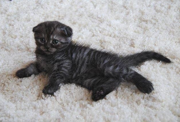 Шотландский малыш