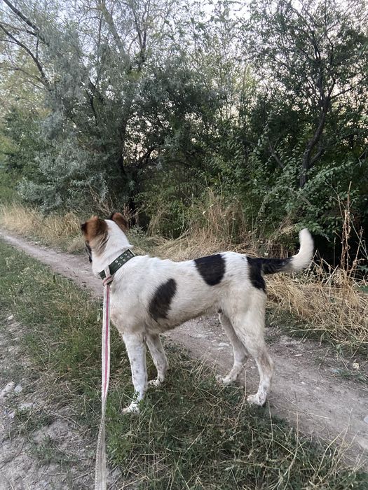 Алабай еркек