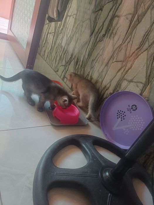 Продаются Котята