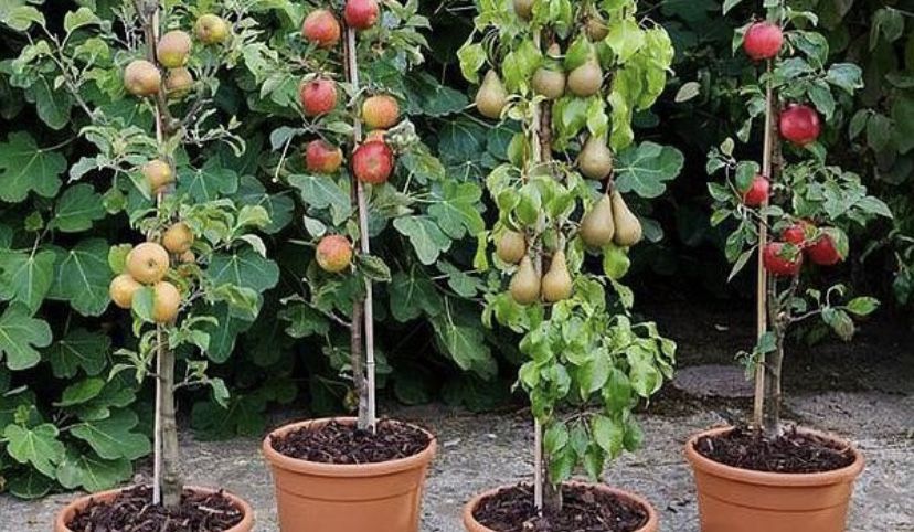 Pomi columnari calitatea 1