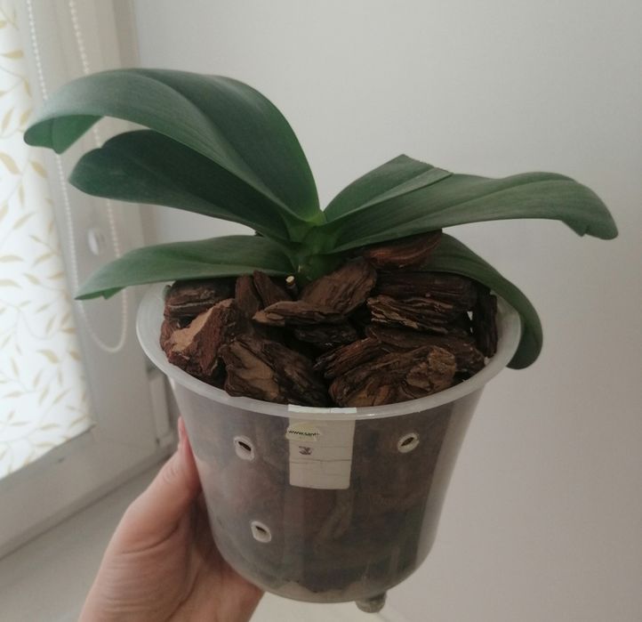 Орхидея Mituo Sun Al