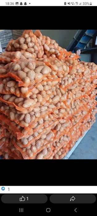 vând cartofi roz/albi