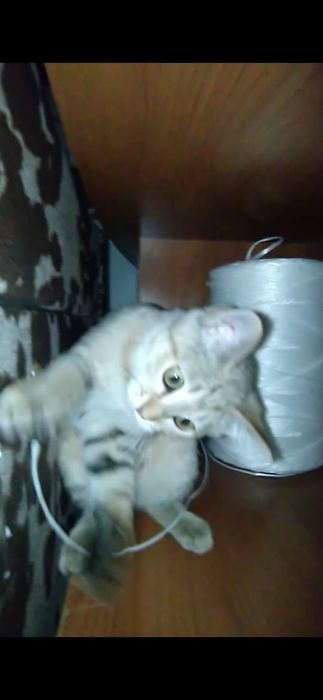 Котенок 4,5 месечный ым