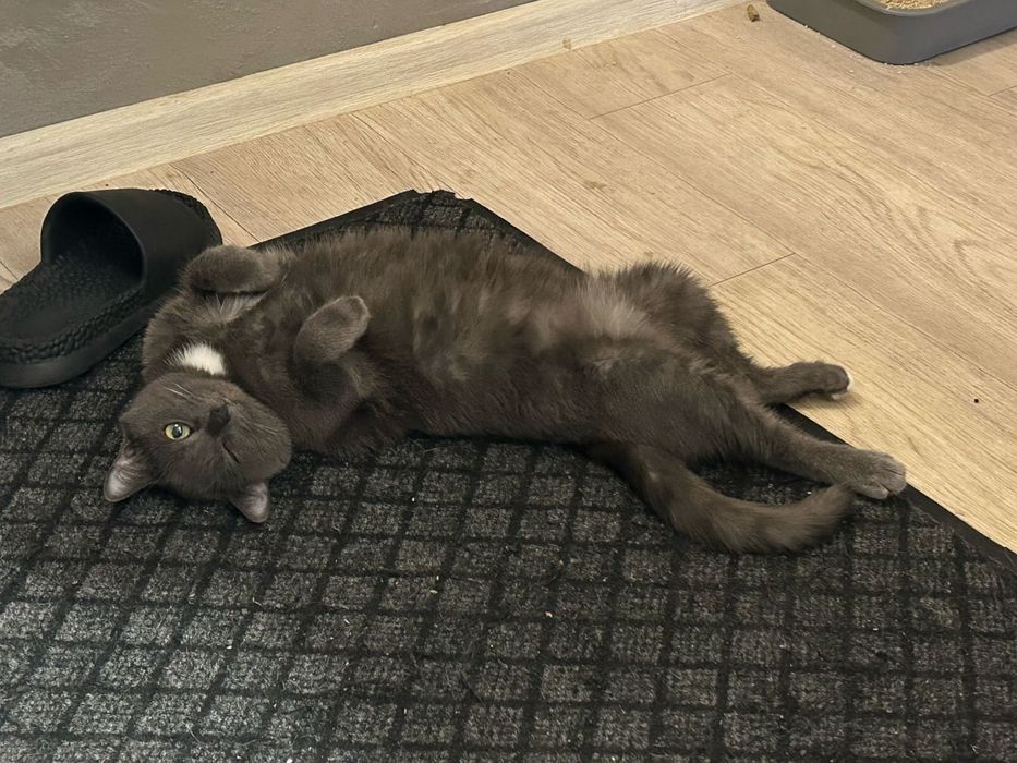 Кошка в добрые руки