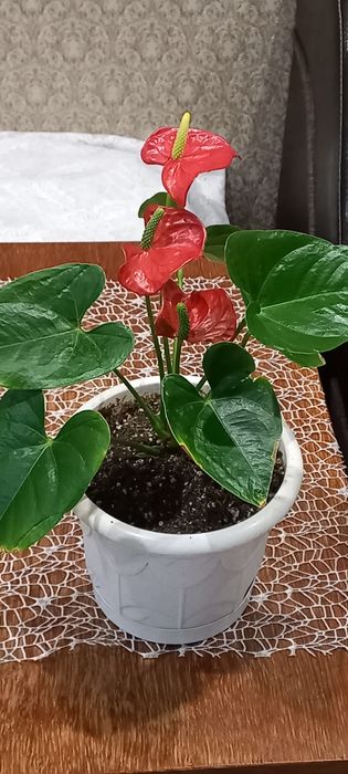 Продам комнатные цветы.