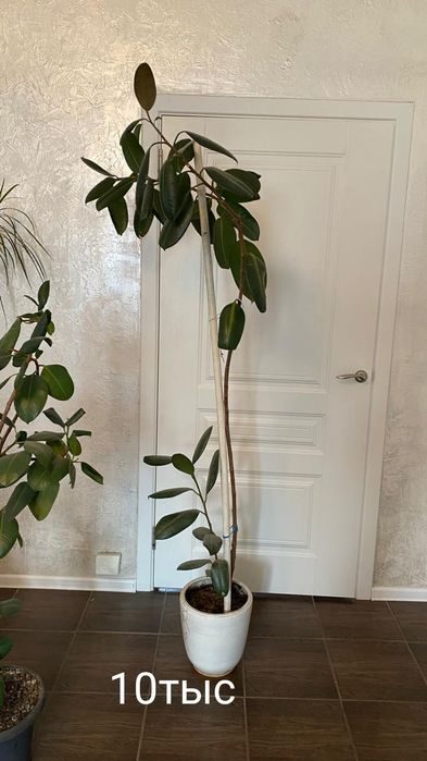 много Цветов срочно продам