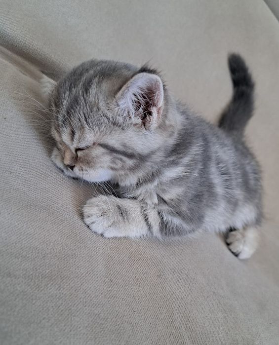 Котик и кОшеЧка шотландские