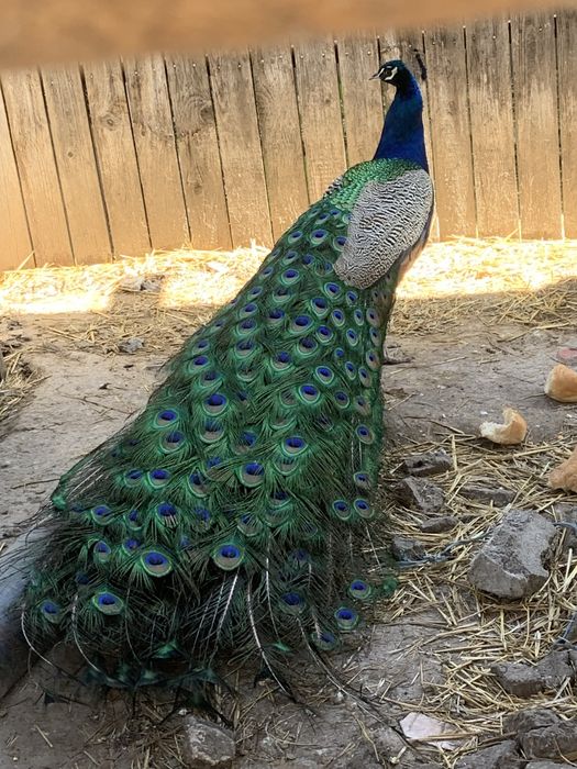 Paun albastru mascul