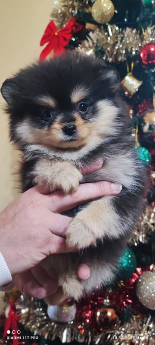 Померанче момиче