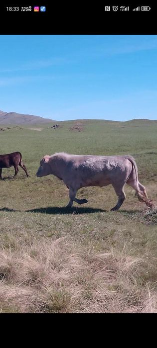 Бұқа сатылады немесе айырбас