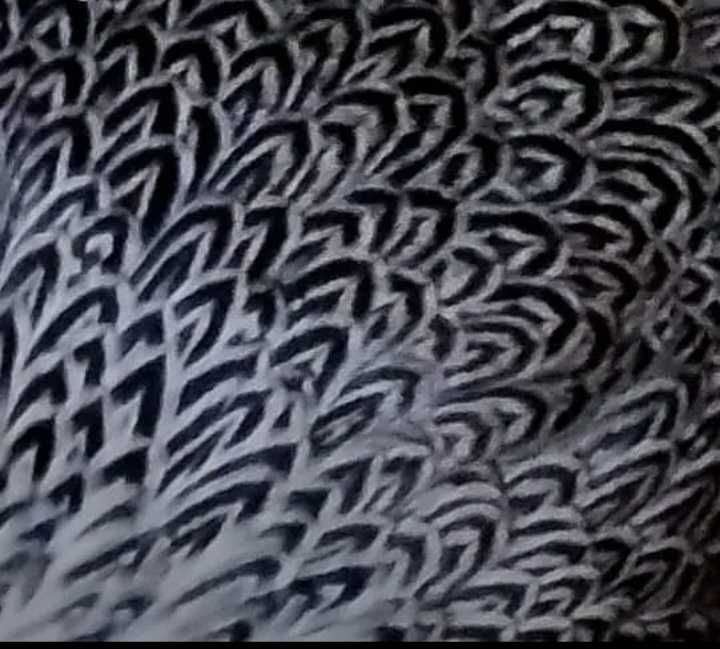 Wyandotte pitic duble benzi