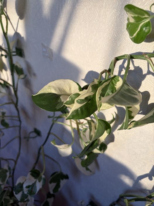 Цветок Сциндапсус вариегатгый