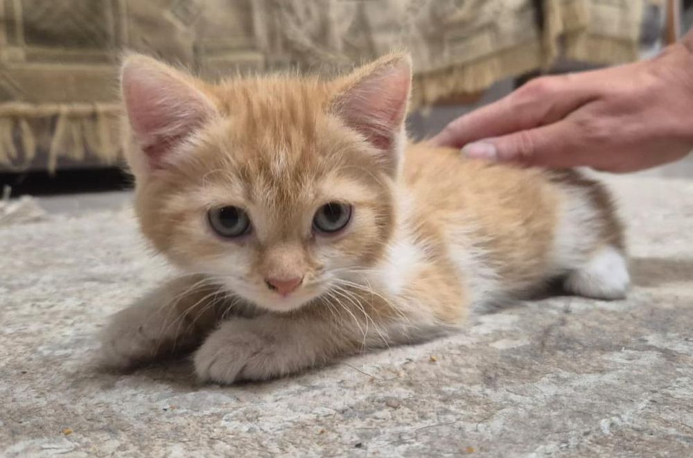 Отдам котенка в добрые руки