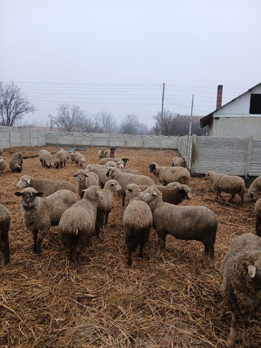 Vând 120 de oi gestante și fătate .