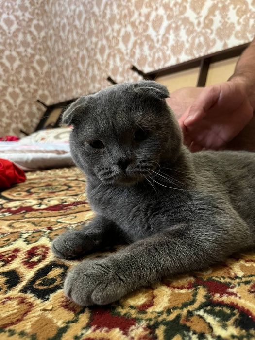 Продаётся годовалый кот скотиш, откликается на имя Басель