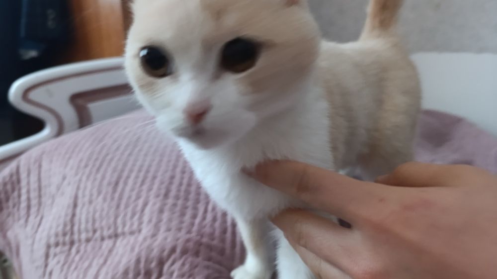 Продам Кошку турецкий ангора