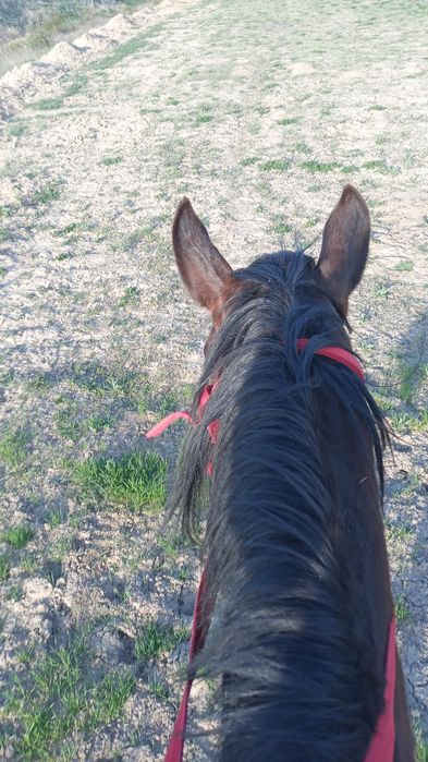 Лошади жеребята.