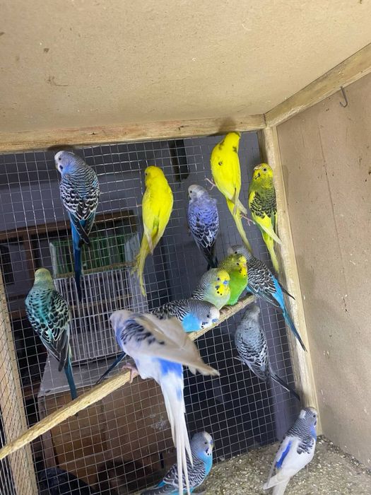 Валнестийла сотилади