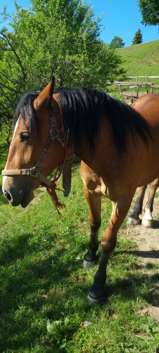 Vând mânză de 2 ani blândă