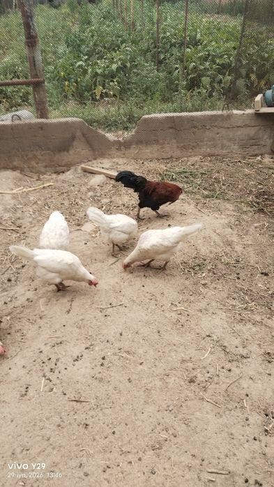 Assalom aleykum tovuqlar bor arzon hammasi tuxmda