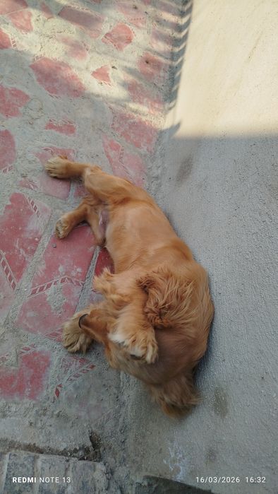 Zur it lekin yomon shuhda