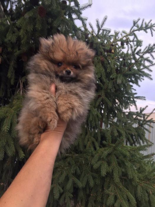 померанский шпиц