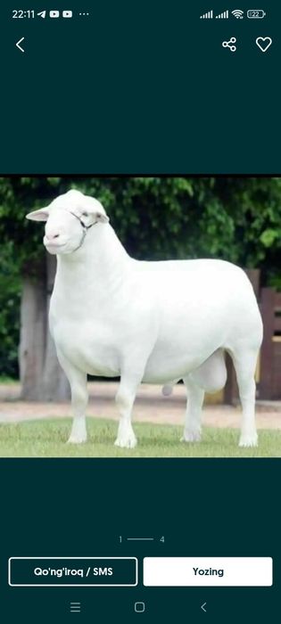 Qassob qoy soyish xizmati