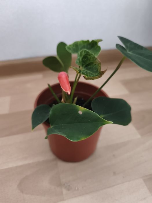 Продается цветок домашний