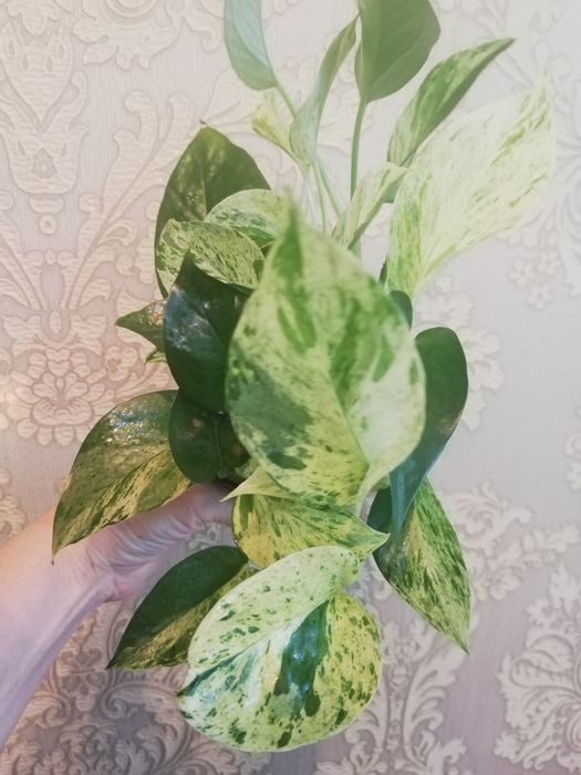 Комнатные растения.