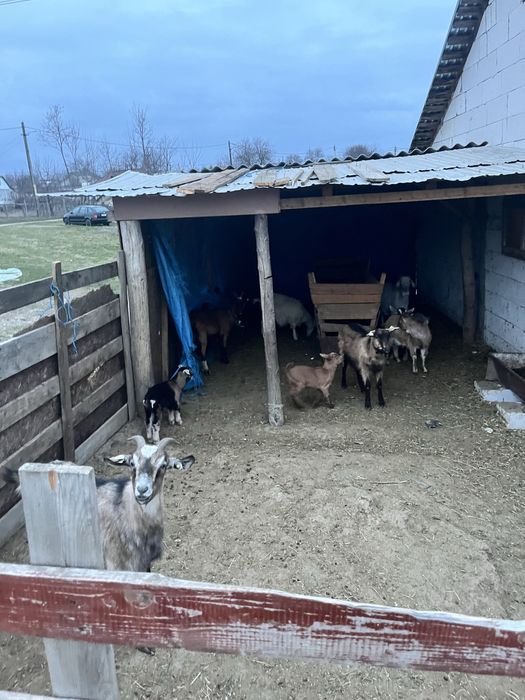 Vand 6 capre ci iezi