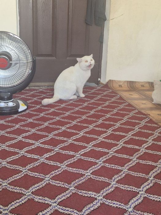 Белая британская короткошёрстная кошка