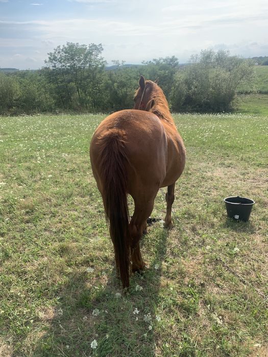 Cal de vinzare bun la caruta