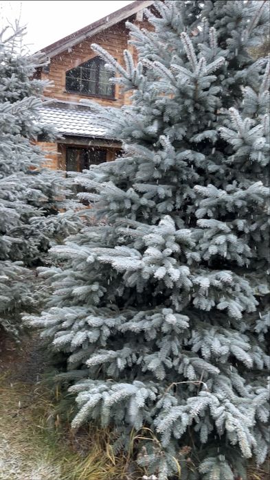 Продам экстра хвойные растения