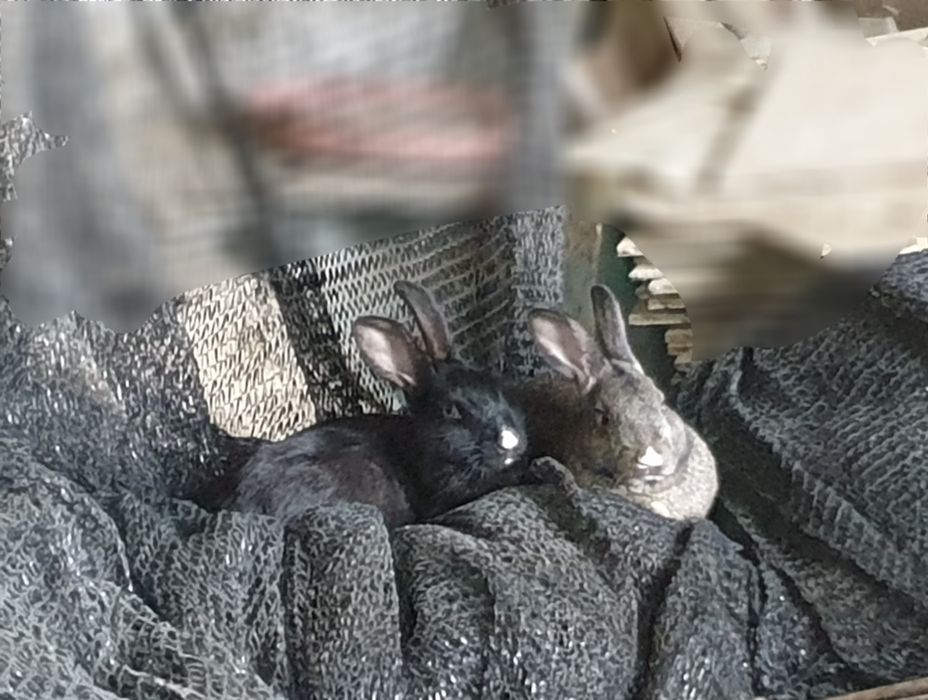 Продаются кролик СРОЧНО