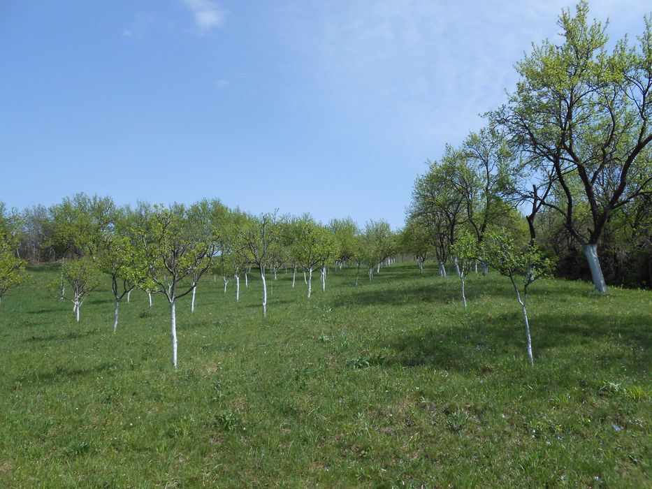 Livada 3000mp Turnu Rosu