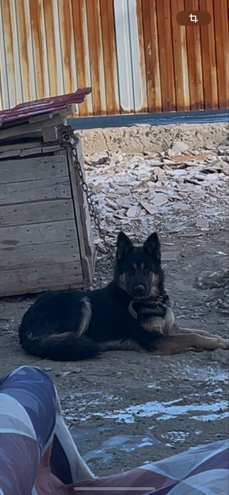 Отдам в добрые руки!