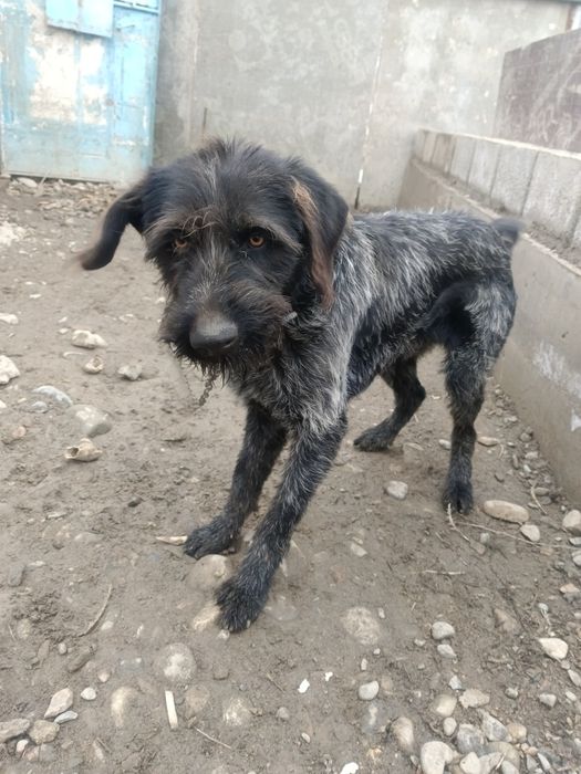 Продам дратхар былтыргы кушик