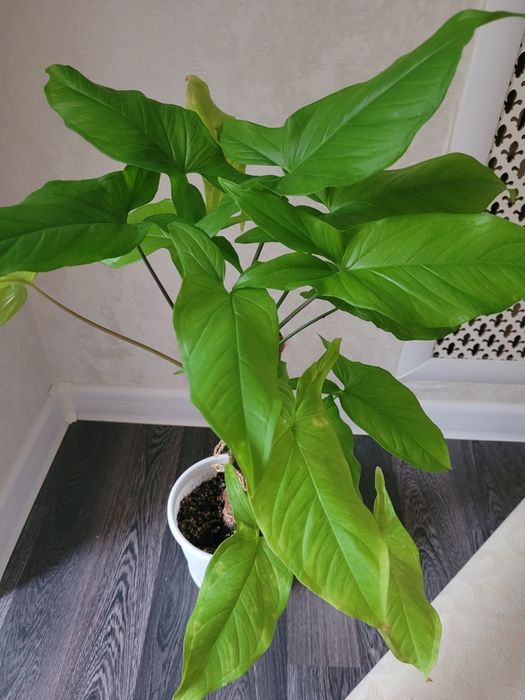 Продам комнатные цветы филодендрон